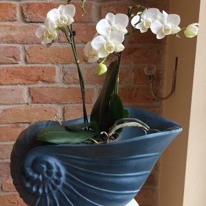 Blumentopf, Schneckenmuschel. 25 cm.